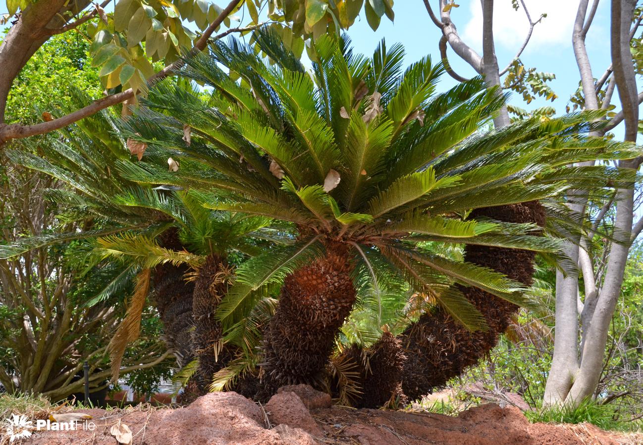 And thought. naked axil cycads remarkable Speaking naked axil cycads